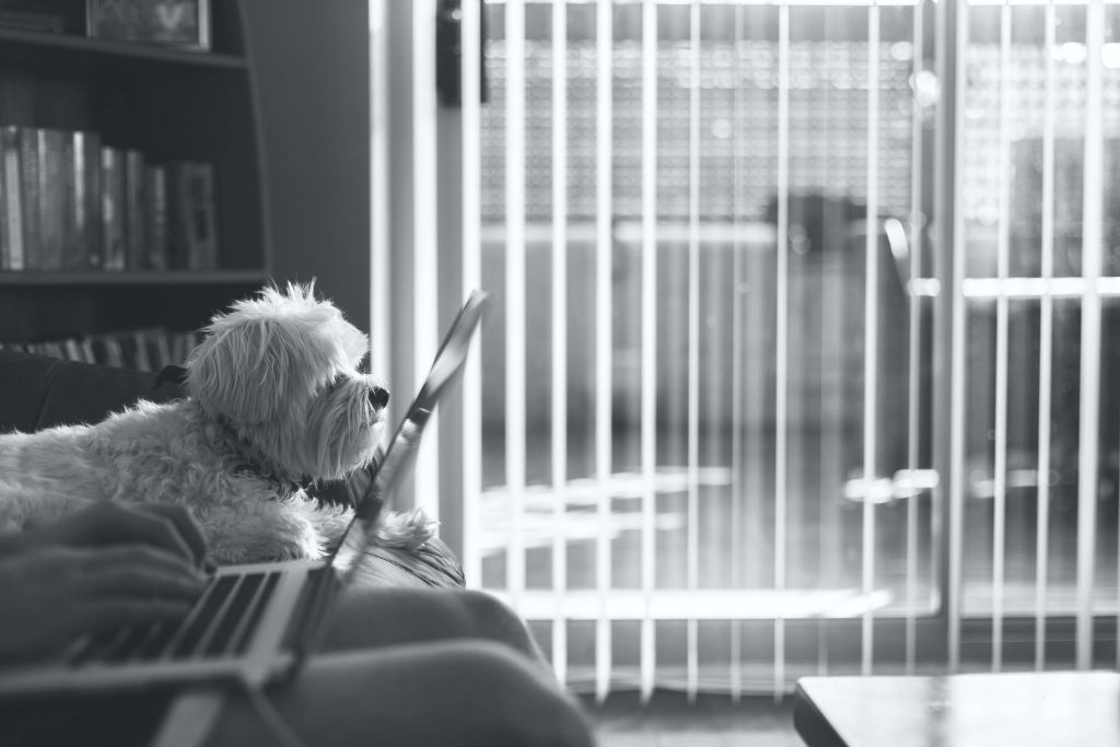 Czarno-białe zdjęcie psa siedzącego przy laptopie