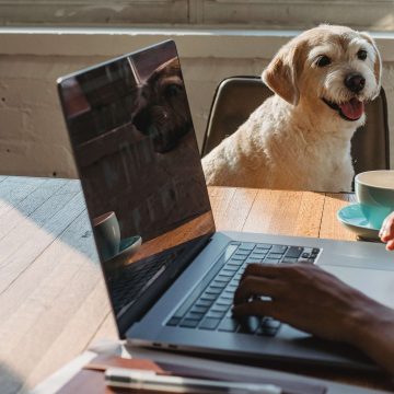 Animals in the workplace. Does this make sense?